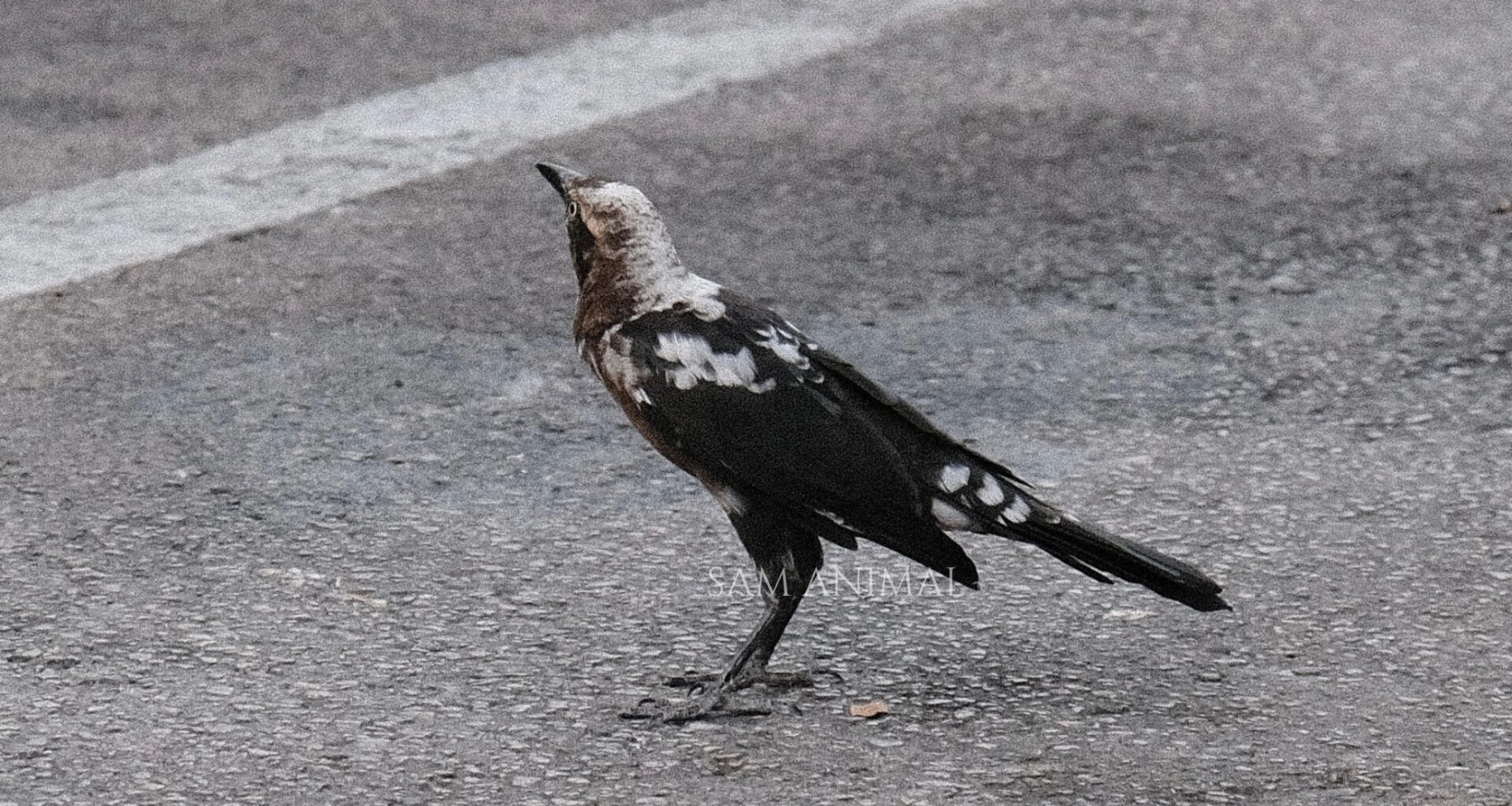 Austin birder spots rare leucistic grackle with eye-catching look