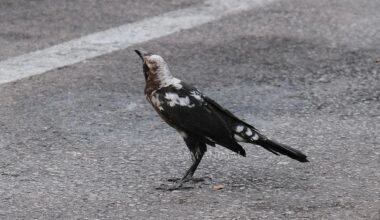 Austin birder spots rare leucistic grackle with eye-catching look