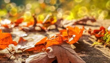 Fall in San Antonio has become nearly 4 degrees warmer since 1970