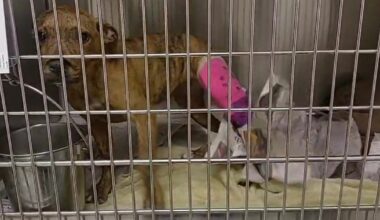 Teen accused of animal cruelty after puppy reportedly found with broken bones at Humble home