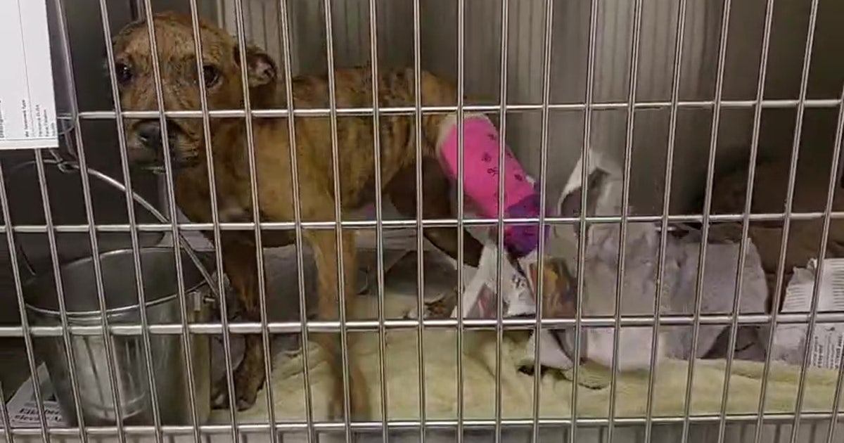Teen accused of animal cruelty after puppy reportedly found with broken bones at Humble home