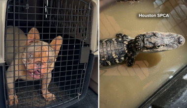 19 animals rescued from Cypress-area garage, including alligator, puppies, turtle, Houston SPCA says