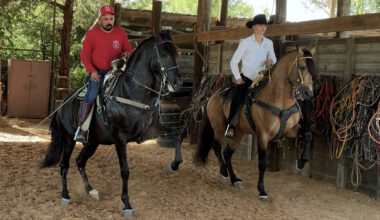 Dancing Horses are a favorite in local parades. Meet the father and son duo who train them.