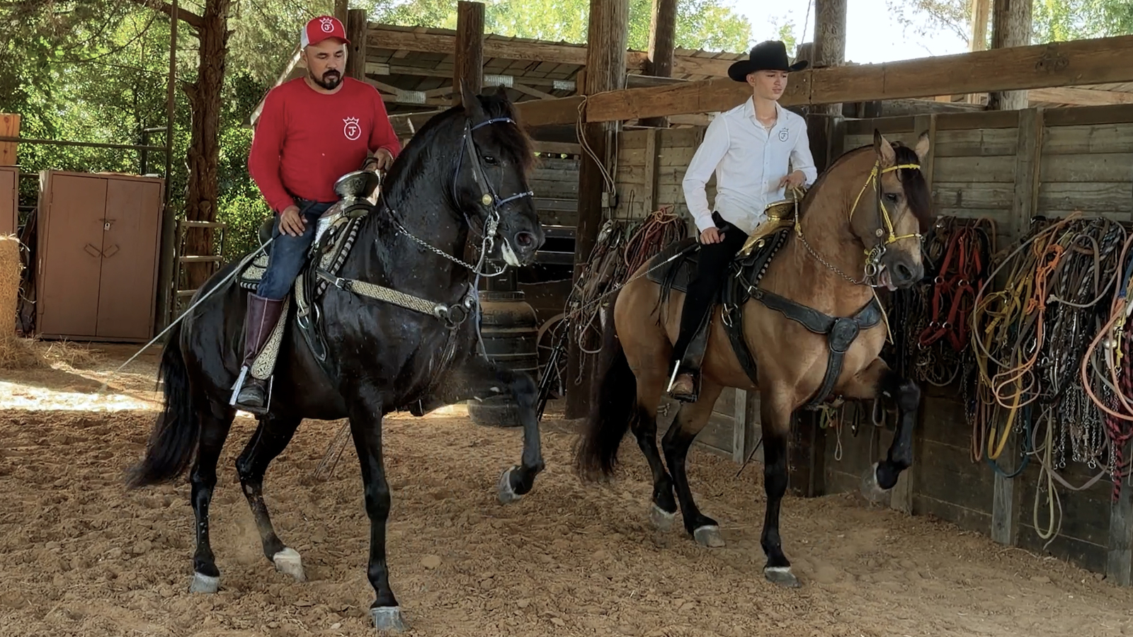 Dancing Horses are a favorite in local parades. Meet the father and son duo who train them.