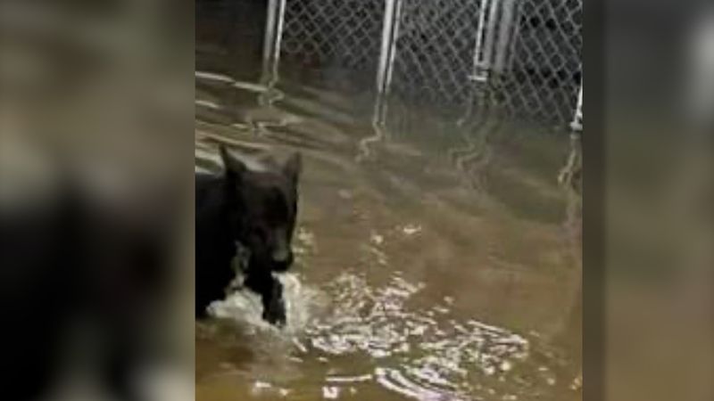 Some dogs were having to walk through water that was up to their shoulders after the flood. (Austin Pets Alive!)