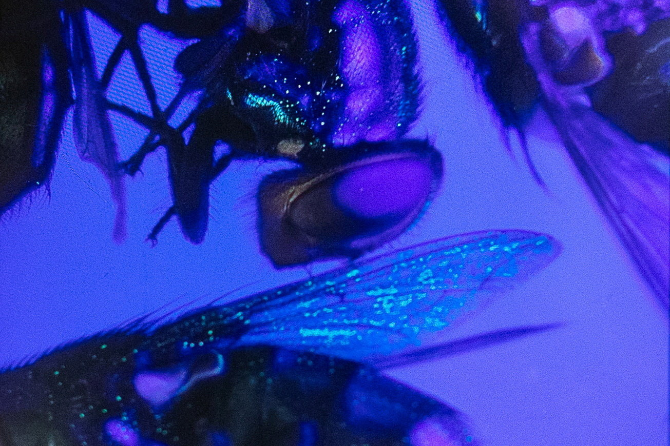 San Antonio lands biotech firm fighting screwworm and other pests