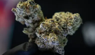 Hands wearing black gloves hold up a hemp flower at Terp Haus on Thursday, April 30, 2026.