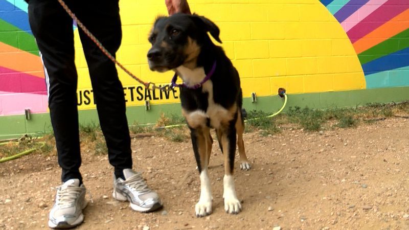 Rescuers rushed to save dozens of animals after flooding from Tropical Storm Edouard severely damaged a small shelter in Livingston, Texas. (CBS Austin/Brenna Gibbons)