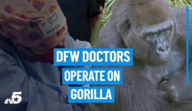 DFW Woman’s Health Experts operate on gorilla at Dallas Zoo – NBC 5 Dallas-Fort Worth