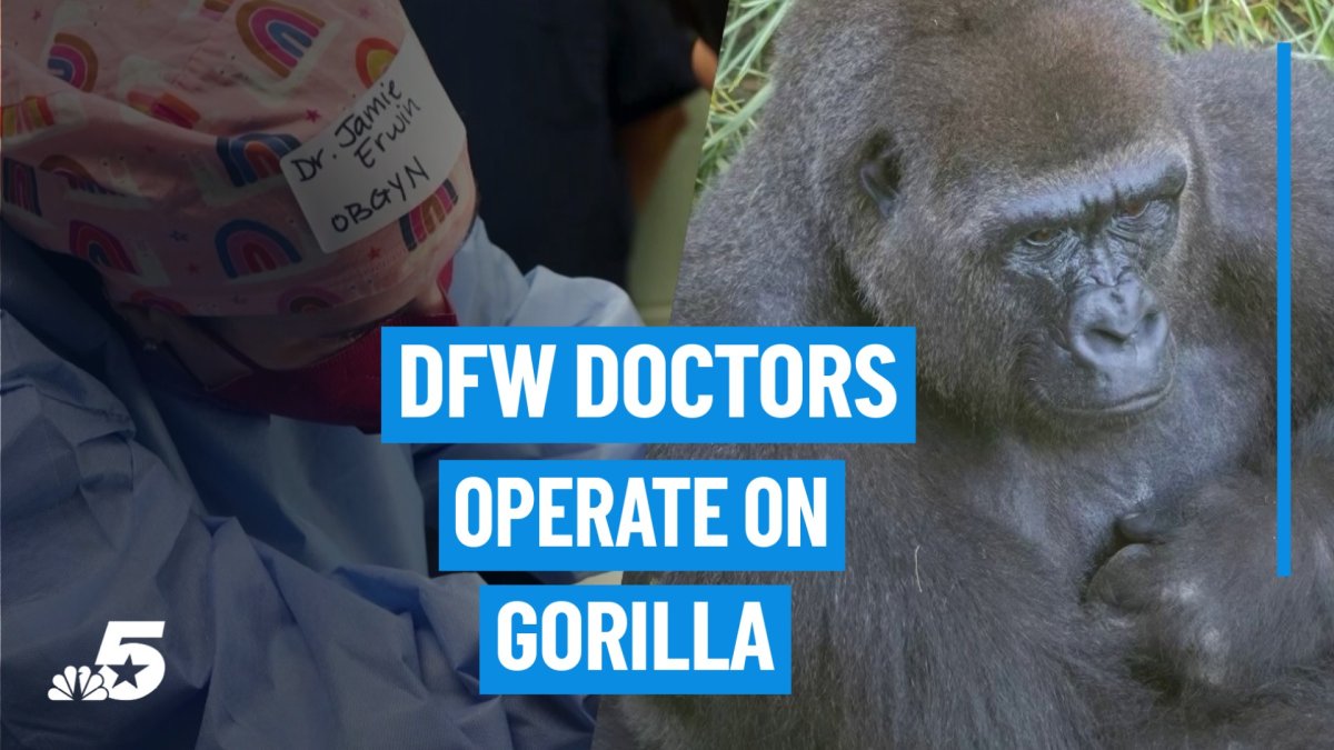 DFW Woman’s Health Experts operate on gorilla at Dallas Zoo – NBC 5 Dallas-Fort Worth