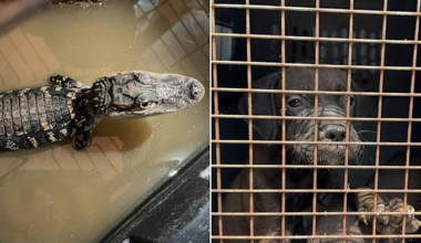 19 animals, including an alligator, rescued from hot Cypress garage