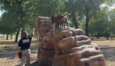 Meet the four-legged members of Texas Search and Rescue