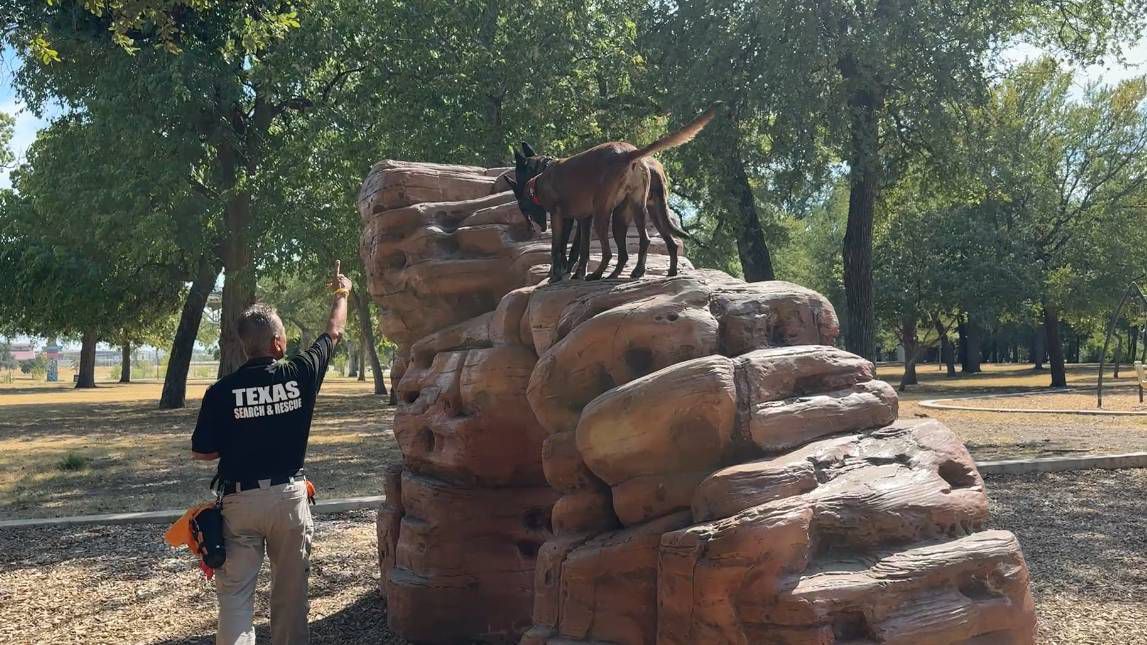 Meet the four-legged members of Texas Search and Rescue