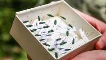 Tree-killing Emerald Ash Borer confirmed in Cooke County.