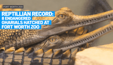 Fort Worth Zoo hatches record 8 endangered gharial crocodiles – NBC 5 Dallas-Fort Worth
