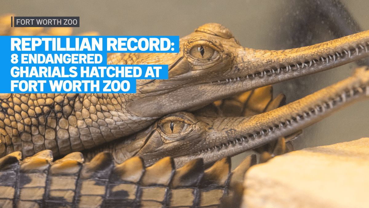 Fort Worth Zoo hatches record 8 endangered gharial crocodiles – NBC 5 Dallas-Fort Worth