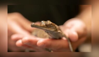 Fort Worth Zoo Hatches 8 Gharials