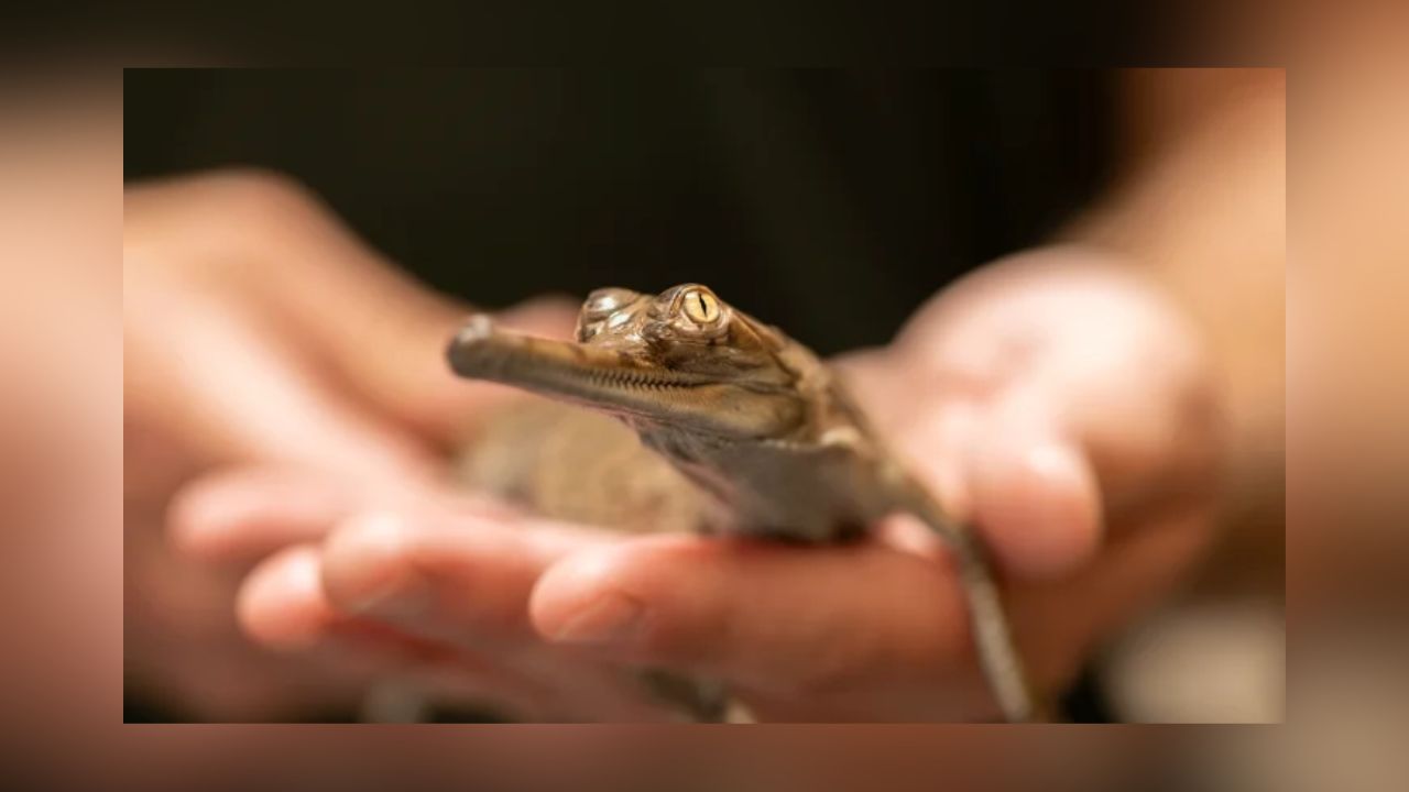 Fort Worth Zoo Hatches 8 Gharials