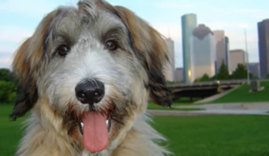 Remembering Radar: 10 years since we said goodbye to KPRC 2's beloved weather dog