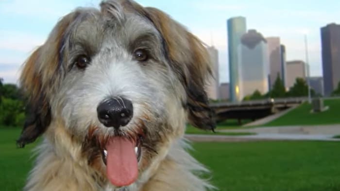Remembering Radar: 10 years since we said goodbye to KPRC 2's beloved weather dog