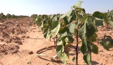 South Plains farmers weigh in on Farm Bill provisions ahead of Senate vote