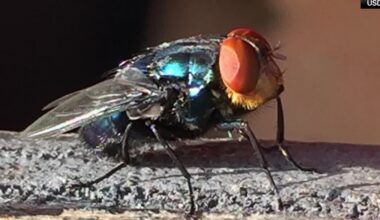USDA releases billionth sterile fly in Texas screwworm fight