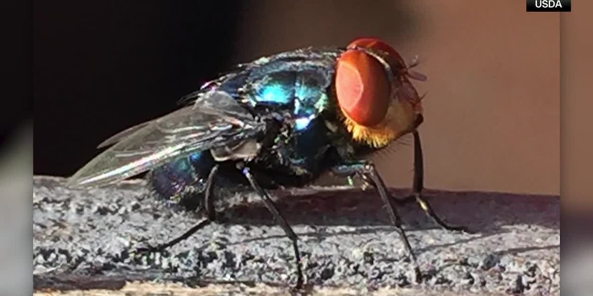 USDA releases billionth sterile fly in Texas screwworm fight
