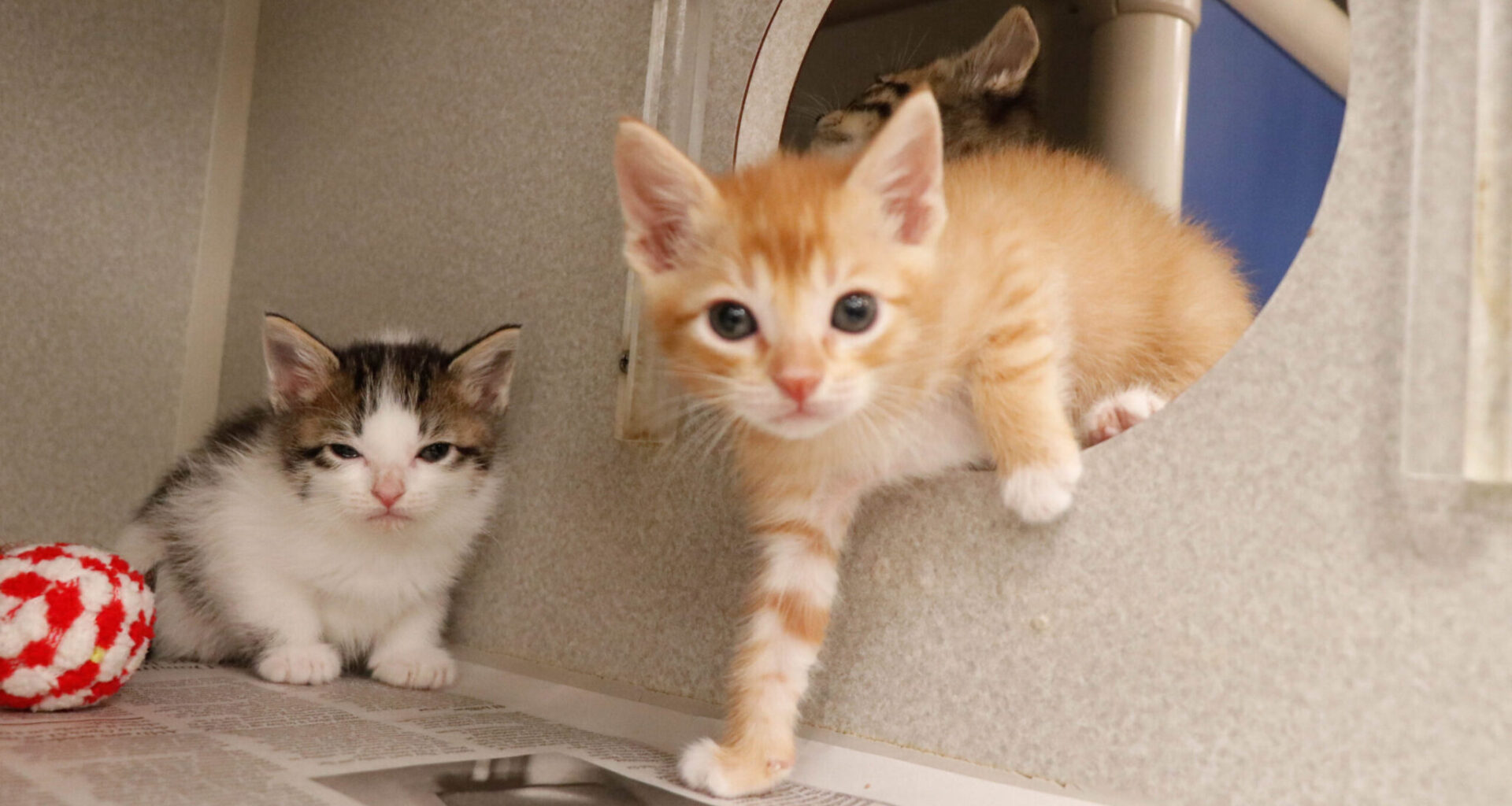 Rock meets hard place: Dallas is short on trap, neuter, return resources for community cats