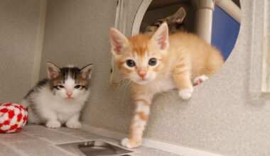 Rock meets hard place: Dallas is short on trap, neuter, return resources for community cats