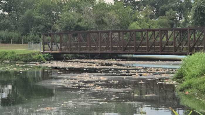 Why were so many dead fish floating in Brays Bayou? TPWD explains the likely cause