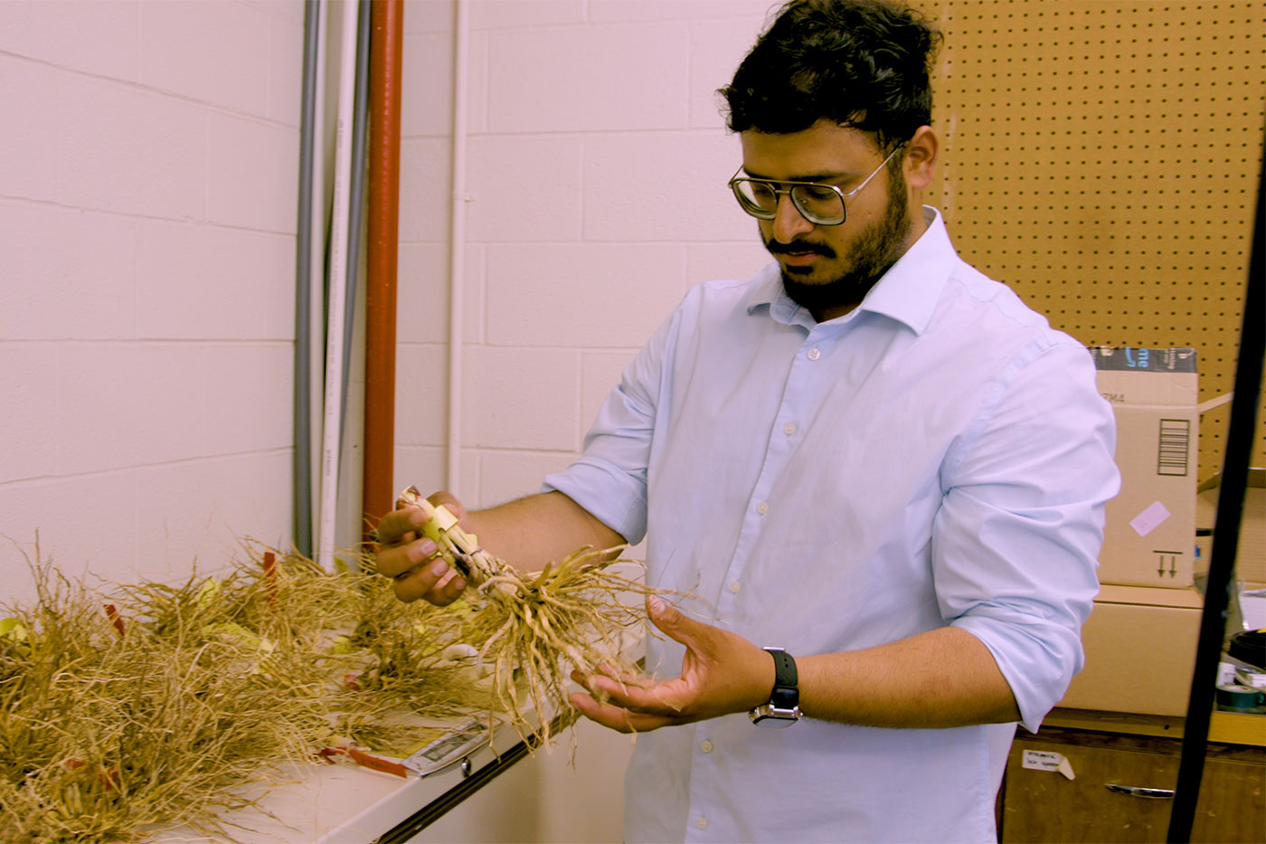 Bangari holds the stalk and roots of a sorghum sample for his study.
