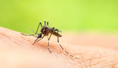 Mosquito samples in Plano and Yorkville test positive for West Nile virus – Shaw Local