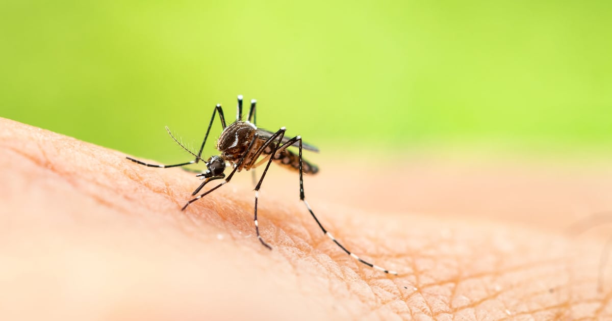 Mosquito samples in Plano and Yorkville test positive for West Nile virus – Shaw Local