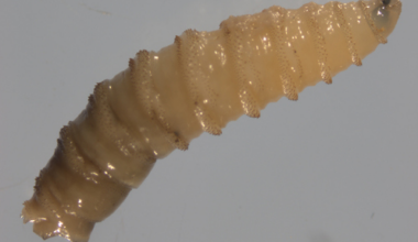New World screwworm