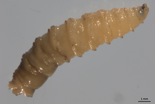 New World screwworm