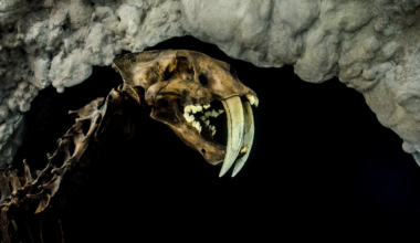 Deep beneath Central Texas, a caver put his head beneath an underground stream and found Ice Age fossils everywhere — mammoths, mastodons, saber-toothed cats and an armadillo relative as big as a lion