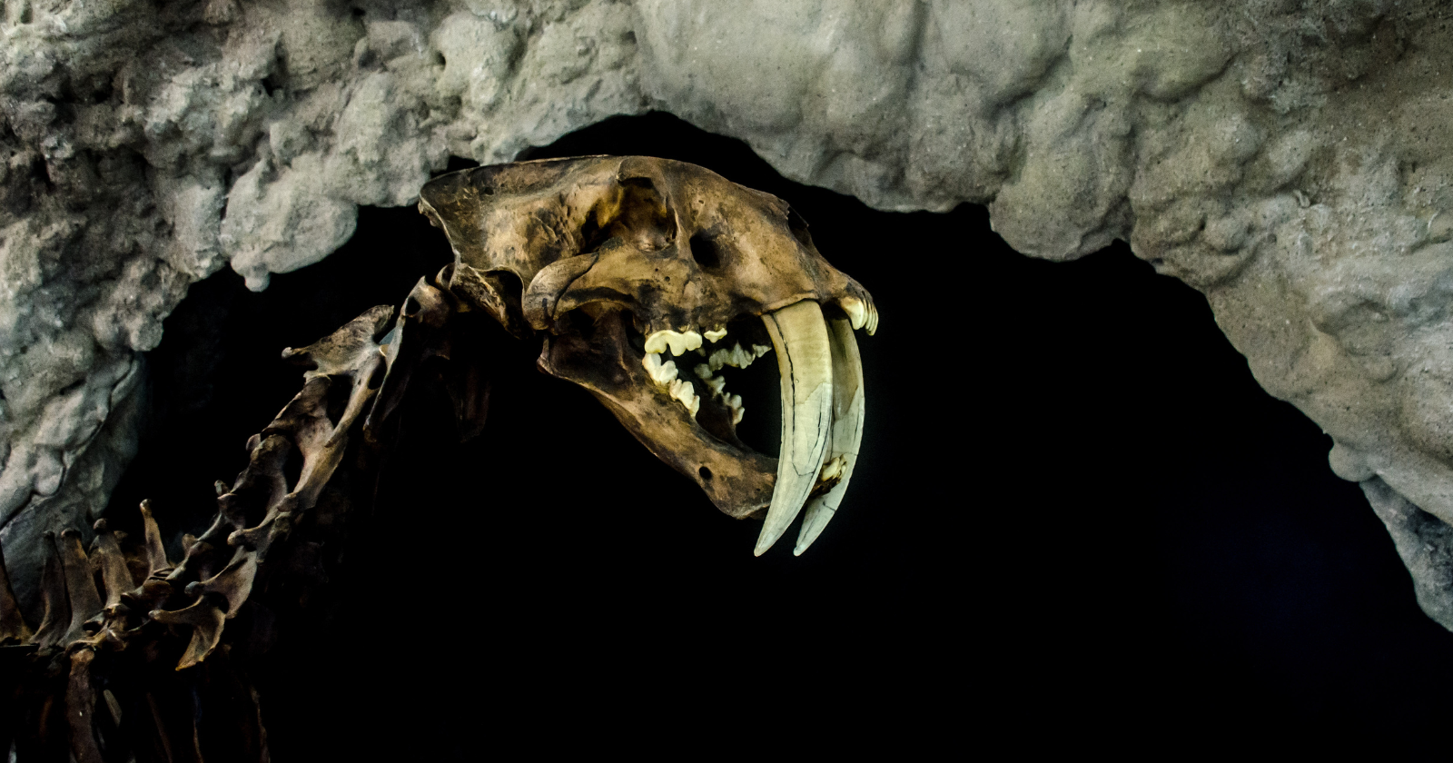 Deep beneath Central Texas, a caver put his head beneath an underground stream and found Ice Age fossils everywhere — mammoths, mastodons, saber-toothed cats and an armadillo relative as big as a lion