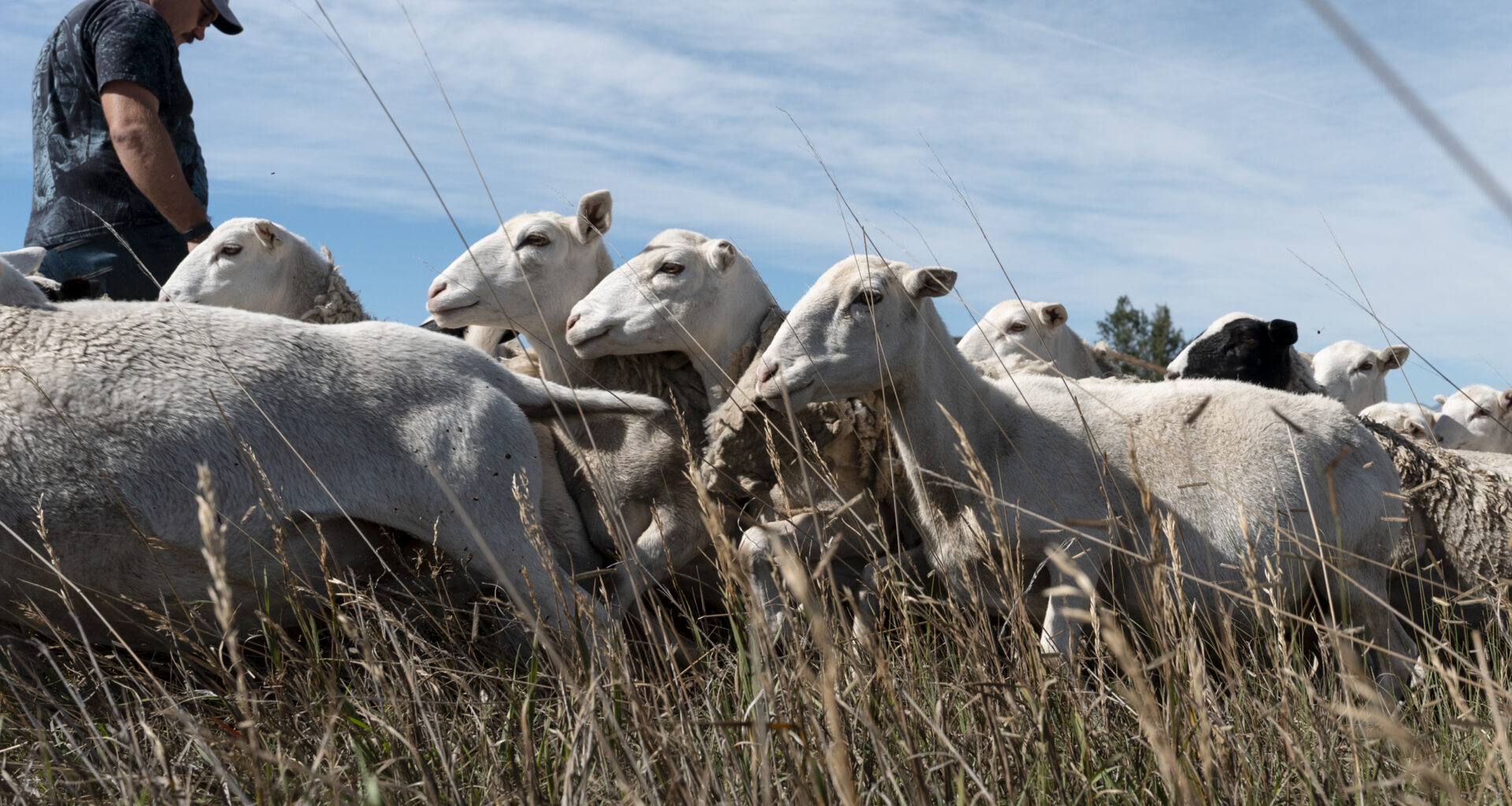 This El Paso County agriculture operation turned bullish on sheep