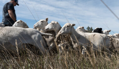 This El Paso County agriculture operation turned bullish on sheep