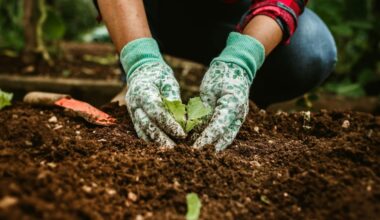 TDG Fall Plant Sale Sept. 19–20