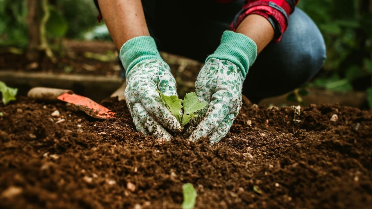 TDG Fall Plant Sale Sept. 19–20
