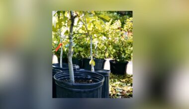 Dallas Opens Free 5-Gallon Tree Giveaway Through Sept. 30