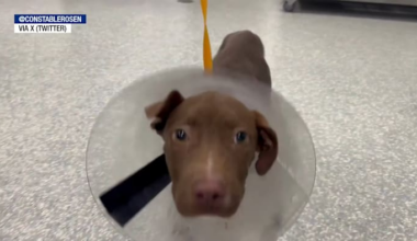 Houston man gets 10 years after puppy was hung by neck in animal cruelty case