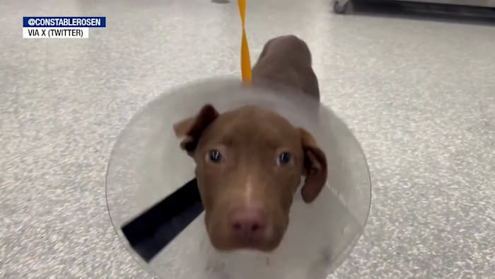 Houston man gets 10 years after puppy was hung by neck in animal cruelty case