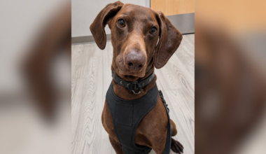 North Texas TSA K-9 wins the national Cutest Canine Contest – NBC 5 Dallas-Fort Worth