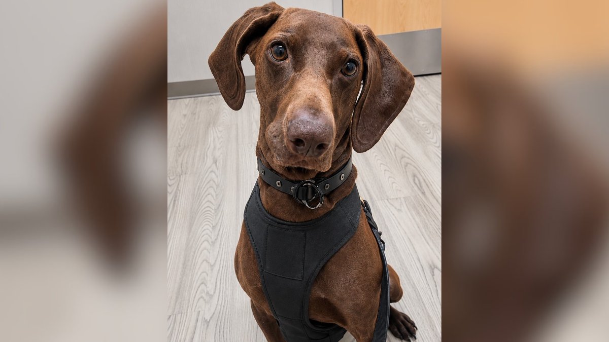 North Texas TSA K-9 wins the national Cutest Canine Contest – NBC 5 Dallas-Fort Worth