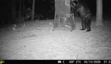 Black bear confirmed ‘wild and free’ along Neches River in East Texas