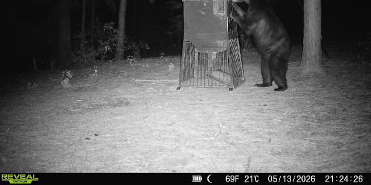 Black bear confirmed ‘wild and free’ along Neches River in East Texas