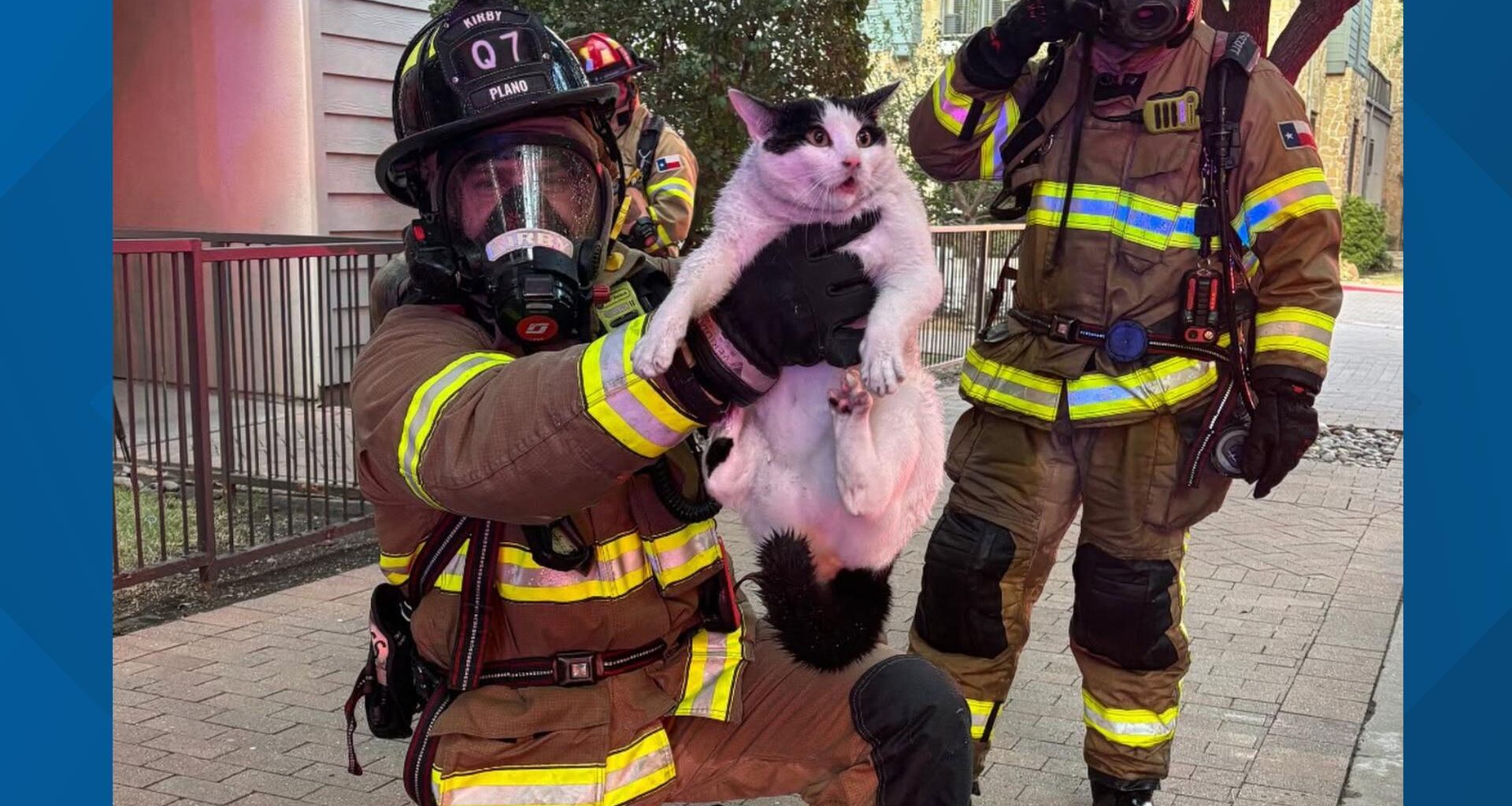 Bewildered cat saved from North Texas apartment fire after quick rescue