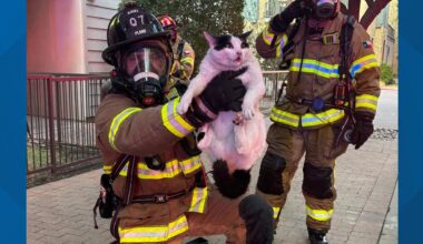 Bewildered cat saved from North Texas apartment fire after quick rescue